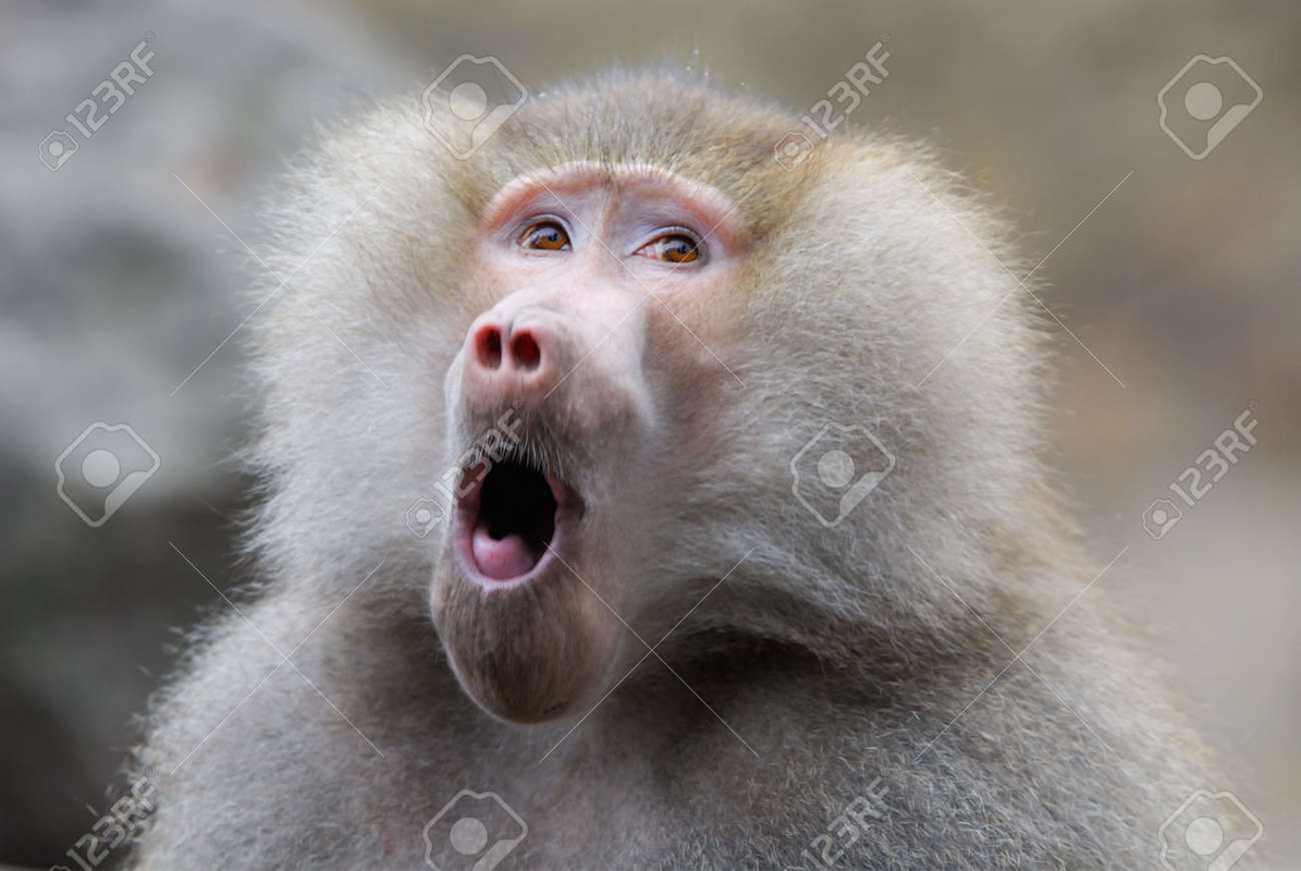 2758036-drôle-et-mignon-recherche-singe-babouin