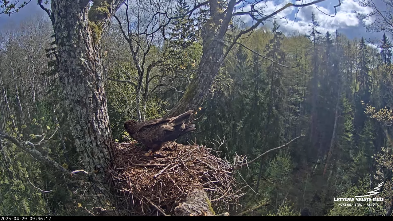 LVM mazais ērglis Lisiņa, ozols2 – Lesser Spotted Eagle 12-30-27 screenshot