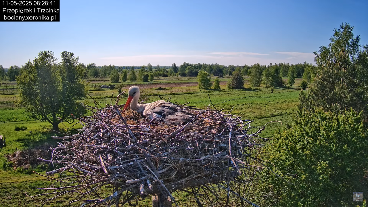 11052025bociany16