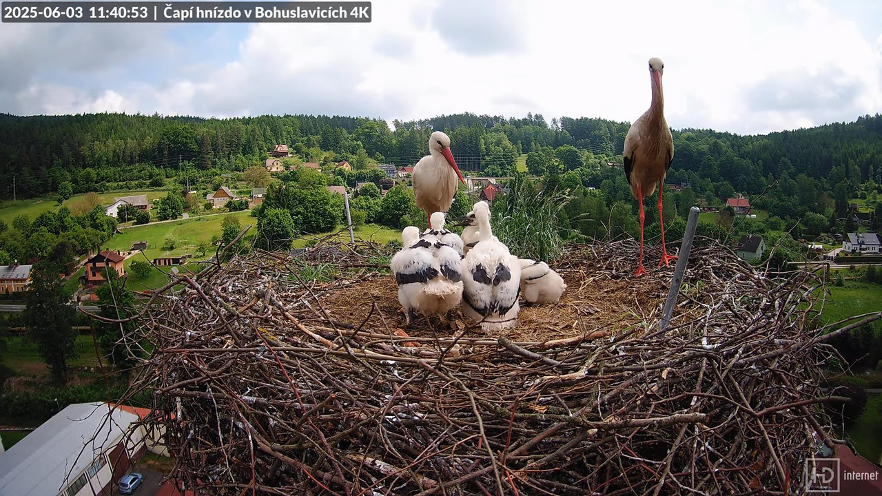 Živě z čapího komína firmy KARA v Bohuslavicích u Trutnova 10-3-0 screenshot
