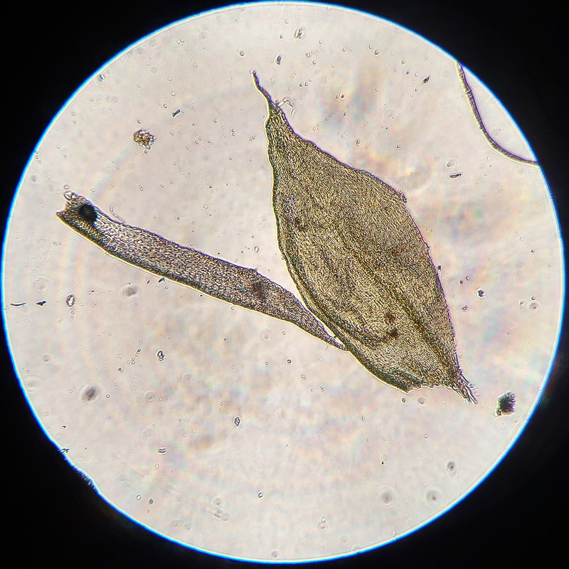 IMG 20250616 212516 HDR