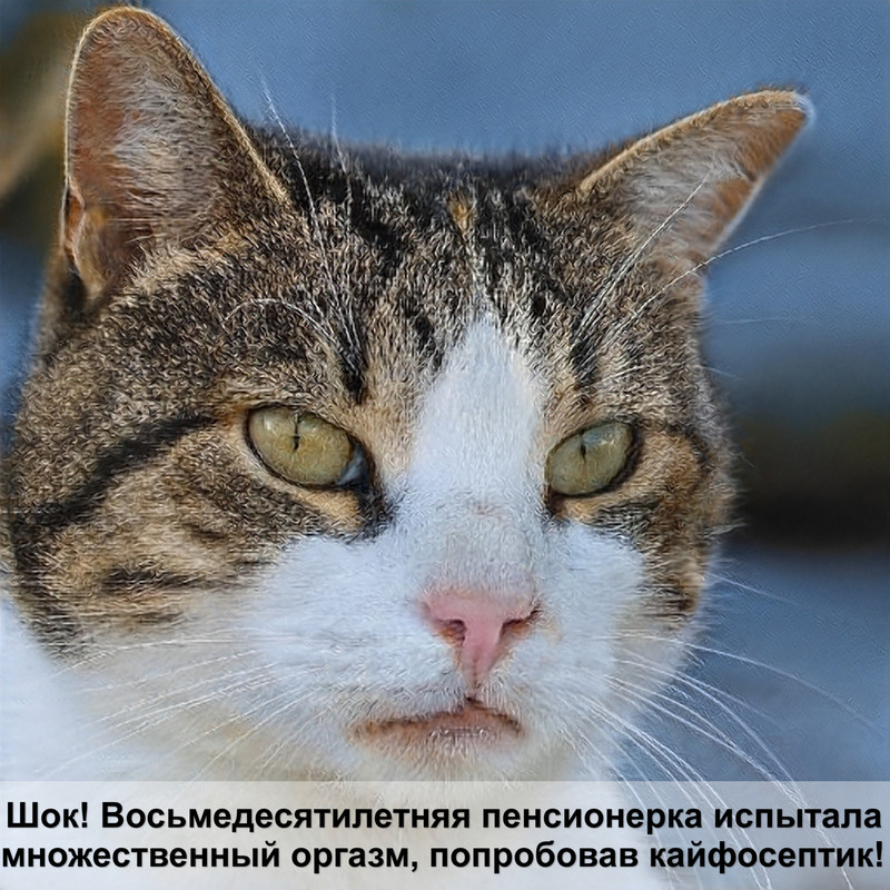 длинношерстные породы кошек