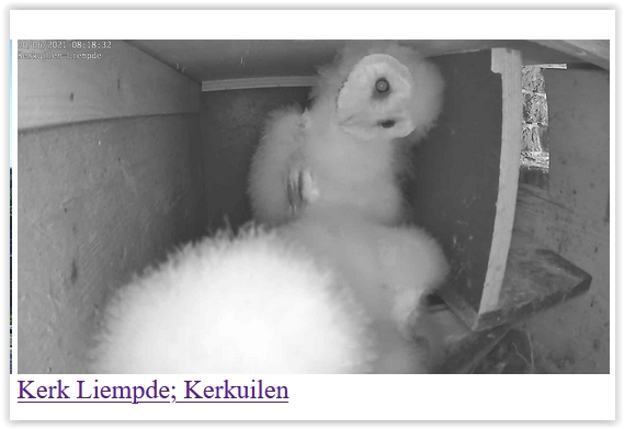 Screen Shot 06-10-21 at 08.18 AM 003