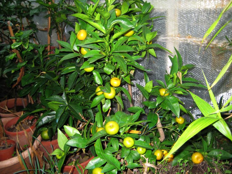 mandarina kleopatra