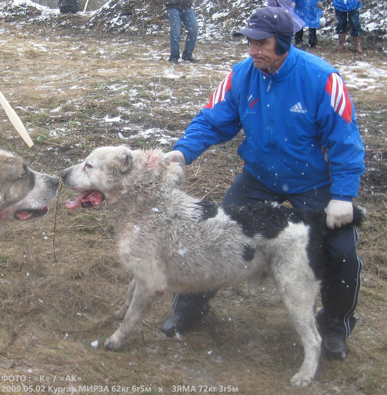 2009.05.02 Курган МИРЗА 62кг 6г5м х ЗЯМА 72кг 3г5м (26Б)