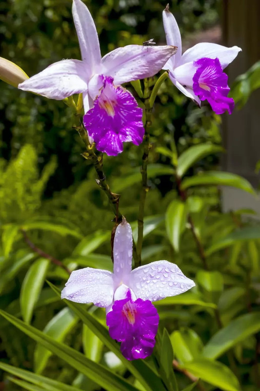 Орхидеи красивый мир флоры в пяти прекрасных экземплярах