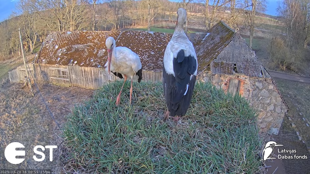 (16) Baltie stārķi (Ciconia ciconia) Tukuma novadā __ White storks in Tukums, Latvia - YouTube - 790
