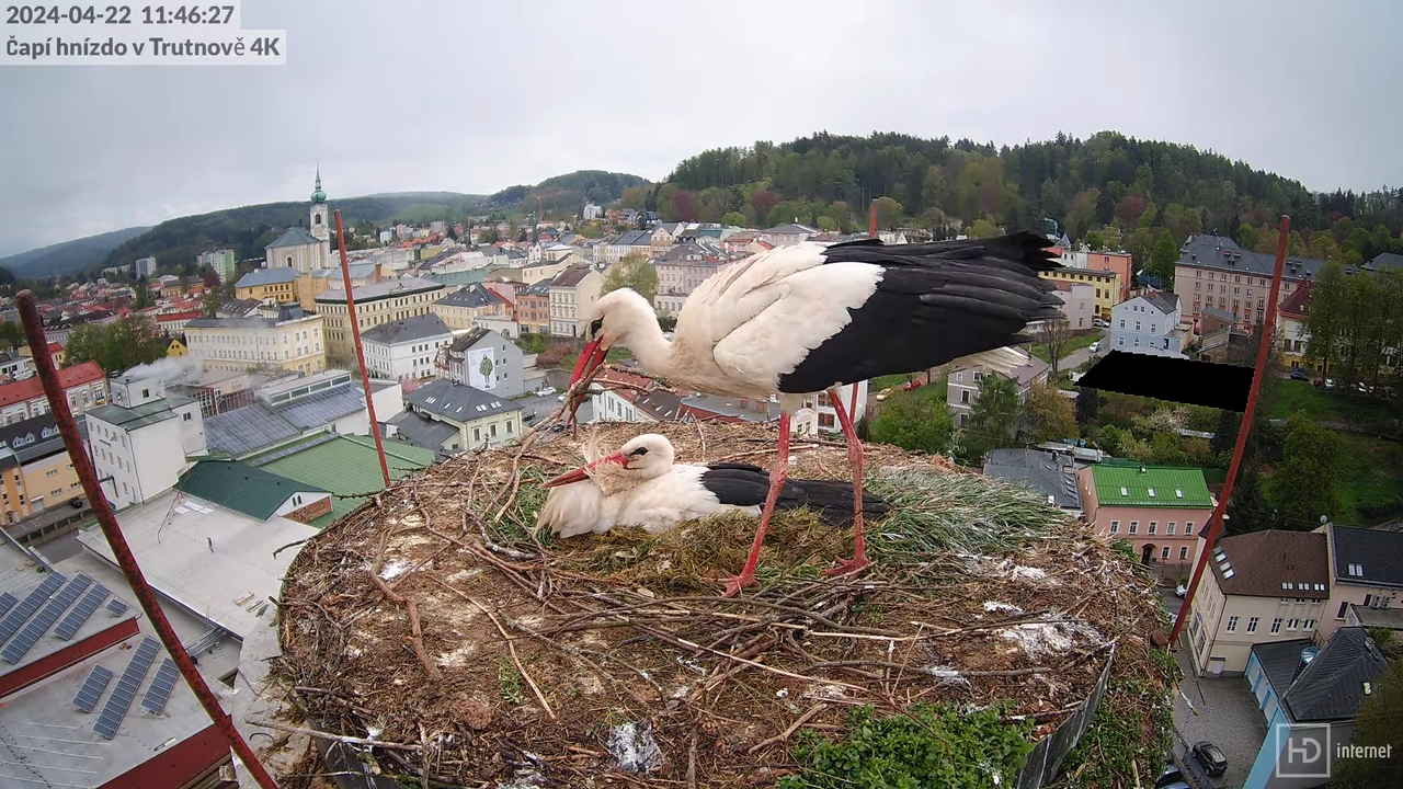 Tiešraidē no stārķa ligzdas uz alus darītavas skursteņa Trutnovā 10-32-47 screenshot