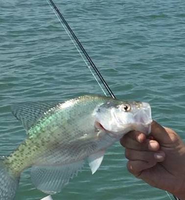 IMG_20170808_180729_01-1