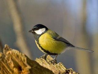 Parus-major-m