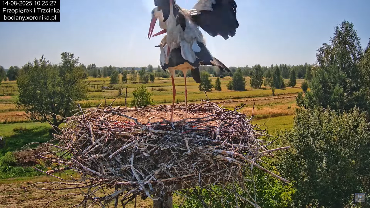 14082025bociany18