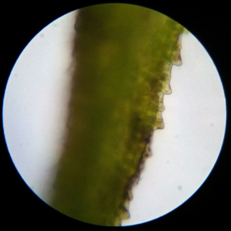 IMG 20250617 123339 HDR