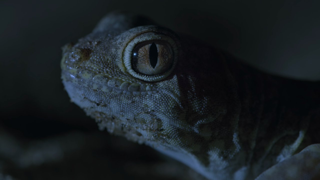 vlcsnap-2021-04-16-02h59m29s570