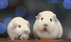 wtf-3.gif