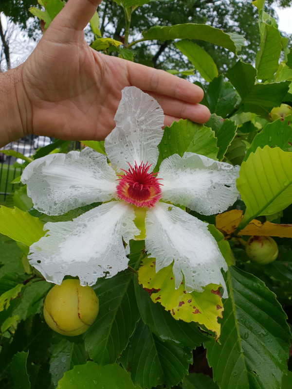a-philipine dillenia