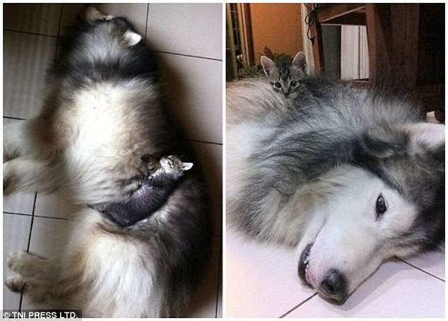 Наглость зашкаливает: коты, использующие собак вместо подушки