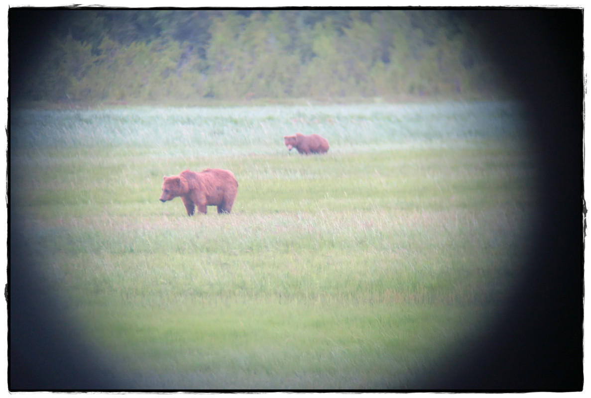 Alaska por tierra, mar y aire - Blogs de America Norte - 19 de junio. Osos a porrón en Lake Clark National Park (2)