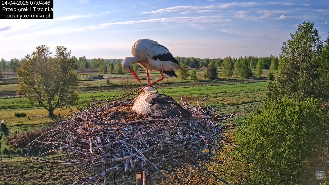 24042025bociany7