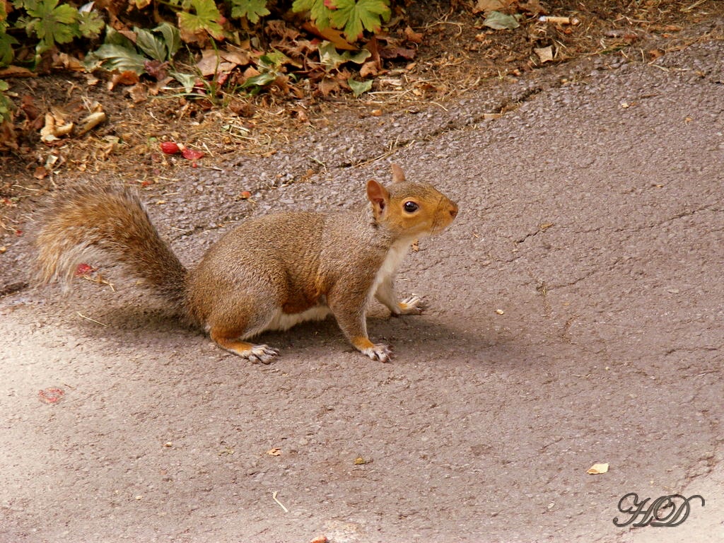 red-squirrel-HD.jpg