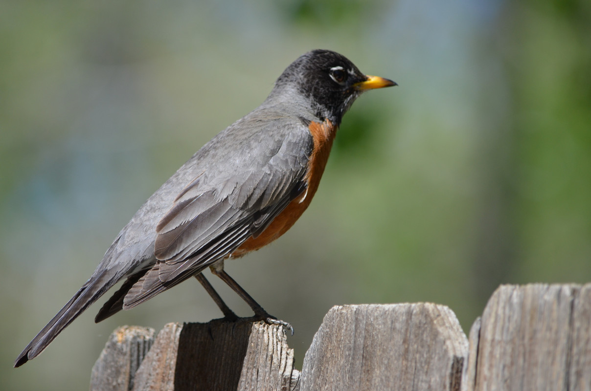 Robin 02
