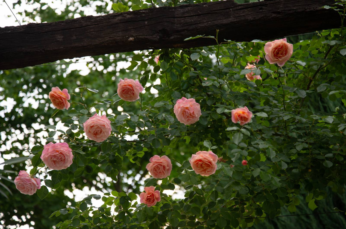 IMG-dd6c21aaef640fbcb9dca526c1cf71cb-V