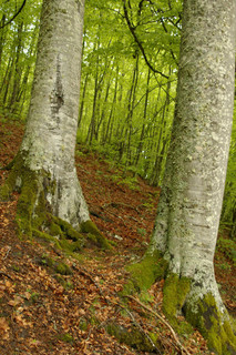 Foto3NP_Burgos_SanZadornil_03023017