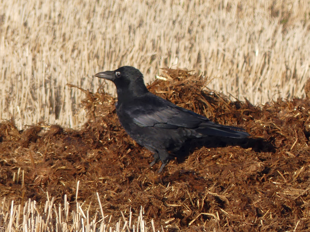 CROW 3