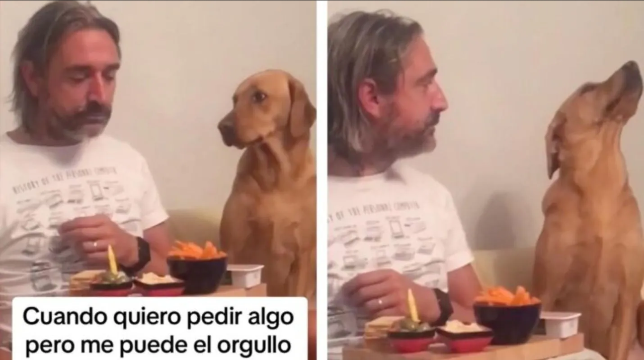 Perrito rechaza comida de su amo y se hace viral por su cara de indignado