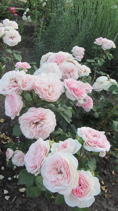 032