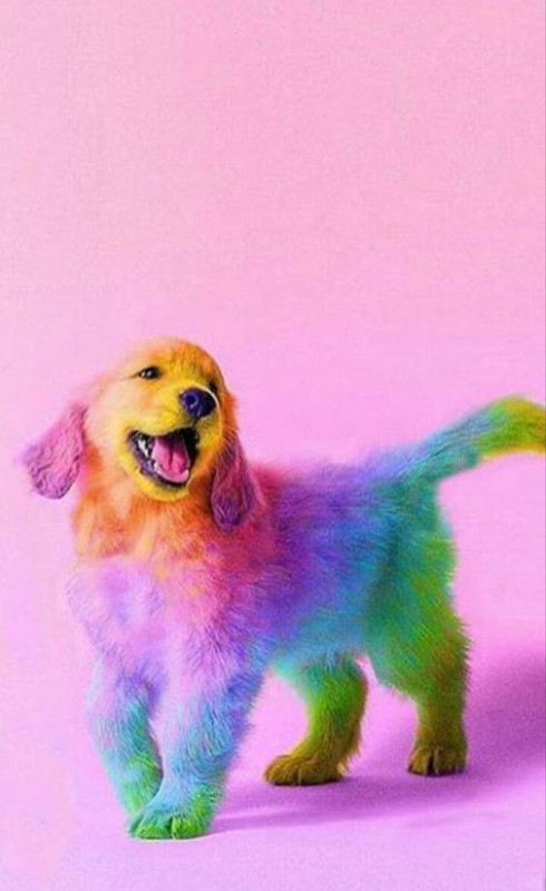 multifurdog.jpg