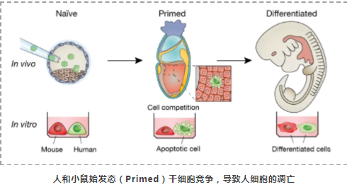 首次报道发现细胞竞争是阻碍跨物种嵌合体形成的壁垒之一-2.png