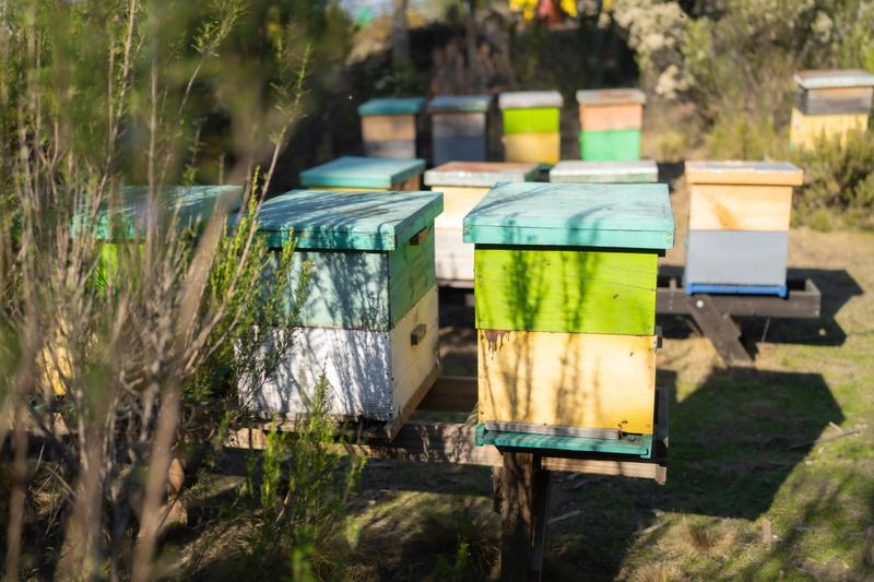 Colmenas entre la vegetación del apiario