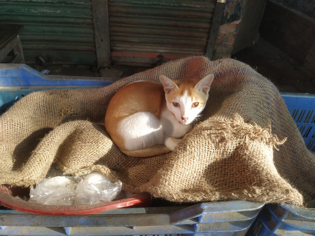 Бенгальский фьюжн с коровами на деревьях, или Бангладеш в обрамлении двух Индий