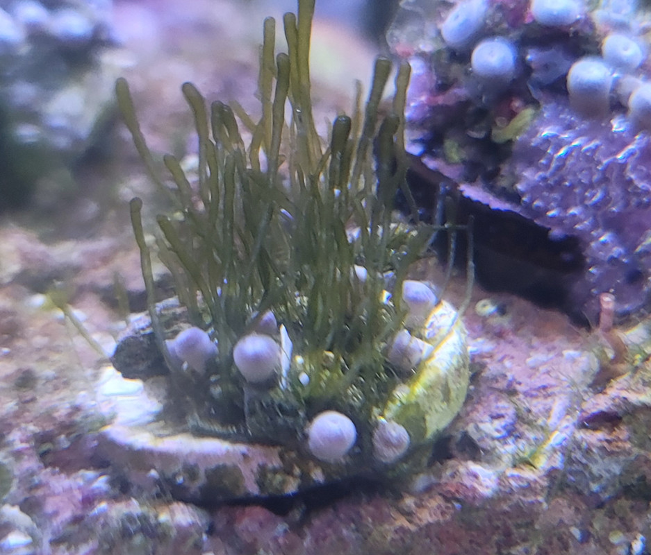 Algae on my zoas? Bryopsis? Identification Forum NanoReef Community