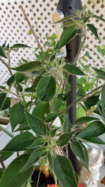 [Image: Ot-thai.jpg]