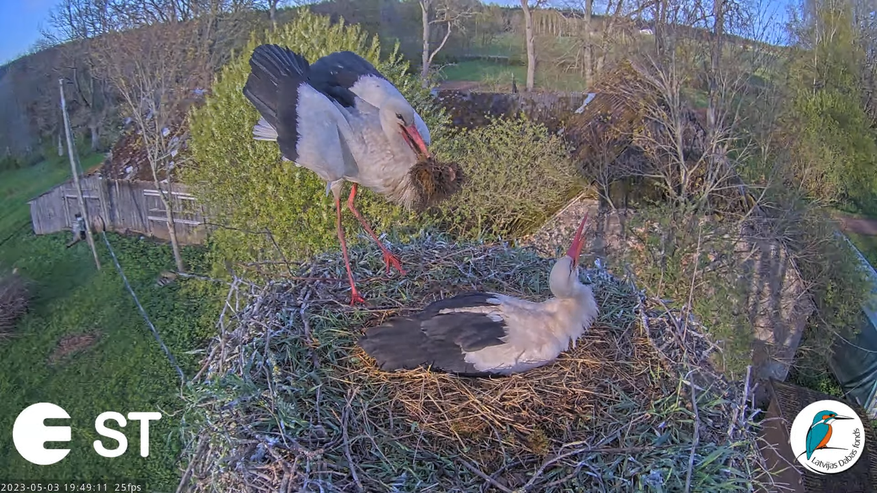Baltie stārķi (Ciconia ciconia) Tukuma novadā - LDF tiešraide __ White storks in Tukums, Latvia 17-1
