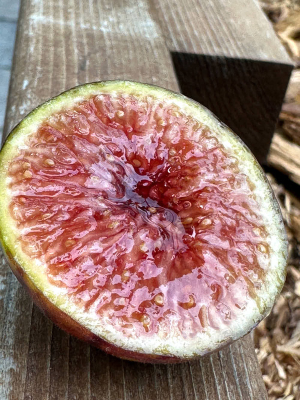 figs-13.jpg