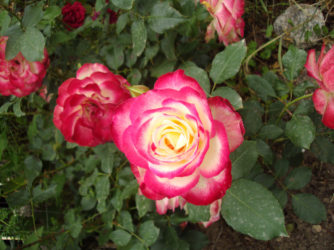 068