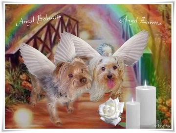 Bobo e Zara angioletti