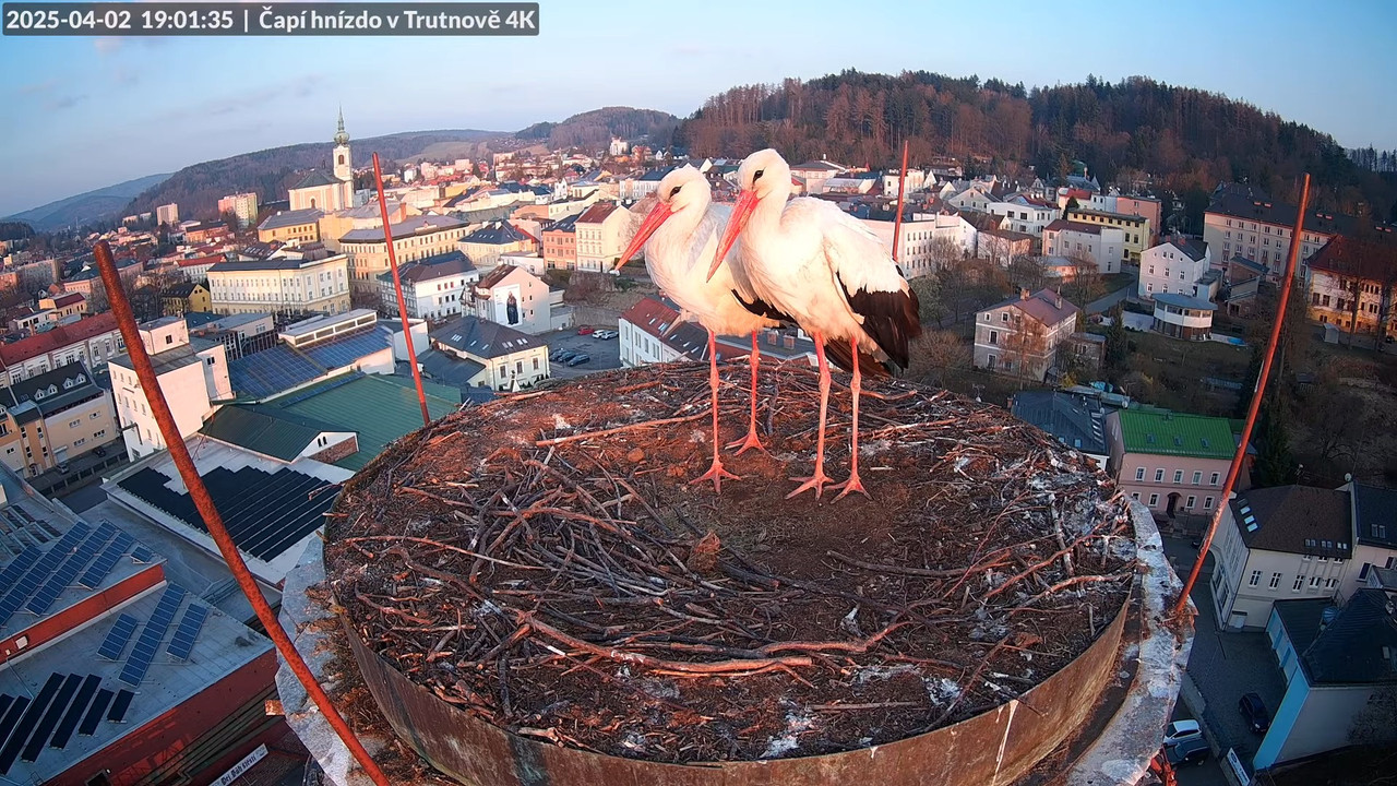 Tiešraidē no stārķa ligzdas uz alus darītavas skursteņa Trutnovā 11-47-15 screenshot