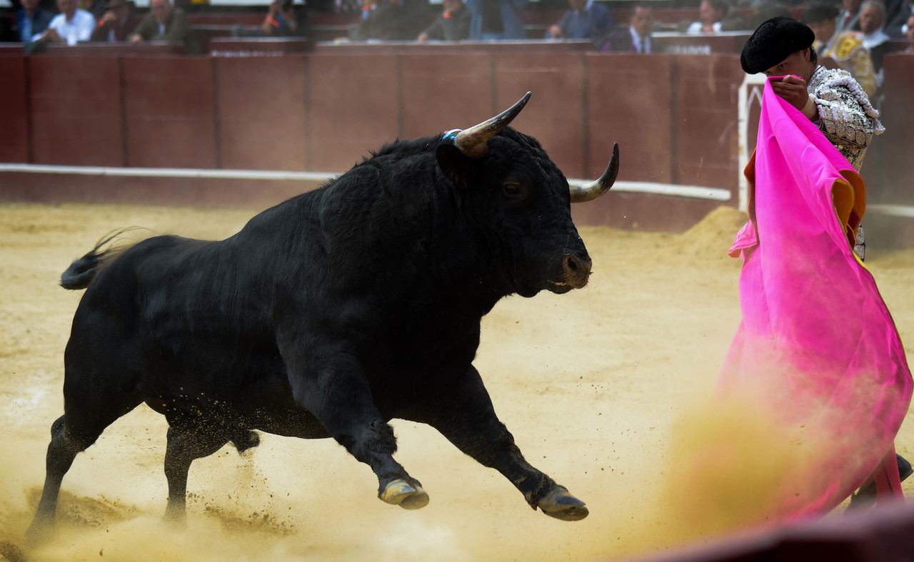 Corridas de toros ya no serán prohibidas, Comisión logra frenar el dictamen