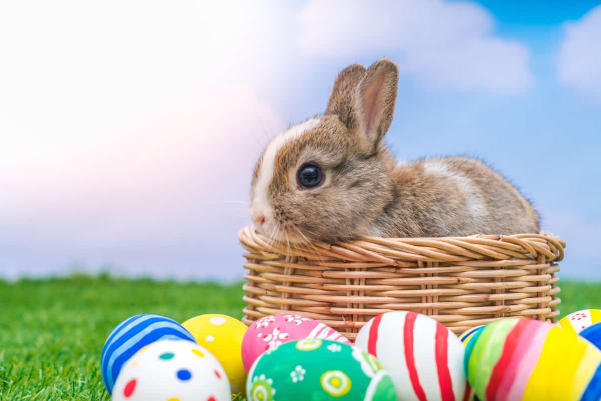Chocolates y huevos de pascua es una celebración pagana