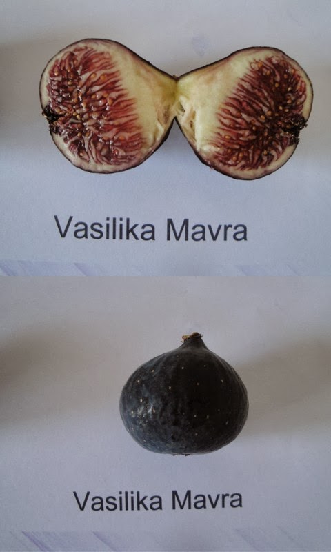 Vasilika Mavra