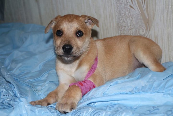 щенок из ямы1