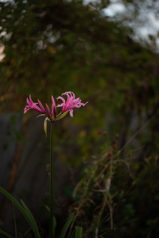 IMG-1d80df4f0eacb0e9b04700c520f61400-V