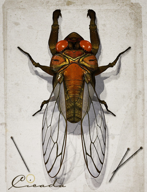 Cicada