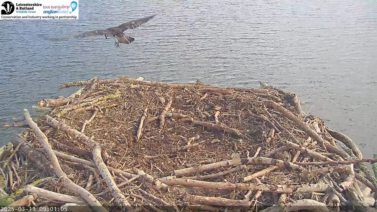 LRWT — Manton Bay Ospreys tiešraides tīmekļa kamera 7-35-26 screenshot
