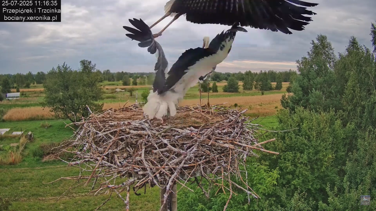 25072025bociany37