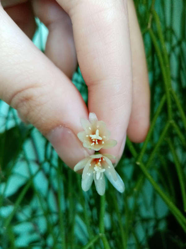 IMG_20201211_105113