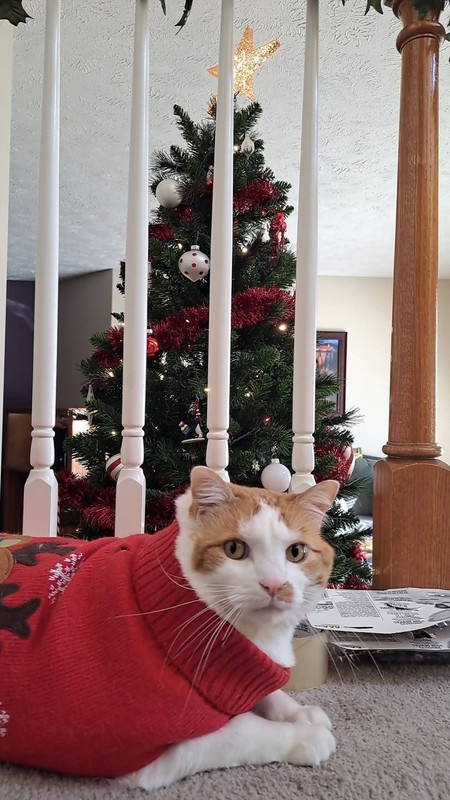 festive